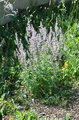 Nepeta Cataria